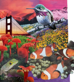 World of Color collage by Lucy Arnold