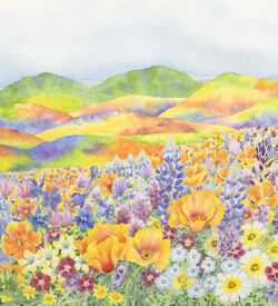 super bloom watercolor by Lucy Arnold