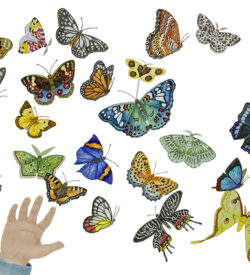 Illustration by Lucy Arnold from Druk and Mita, by Tracy Tandy