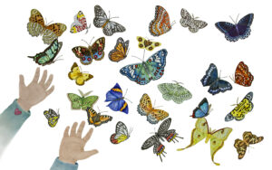 Illustration by Lucy Arnold from Druk and Mita, by Tracy Tandy