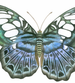 Blue clipper butterfly watercolor by Lucy Arnold