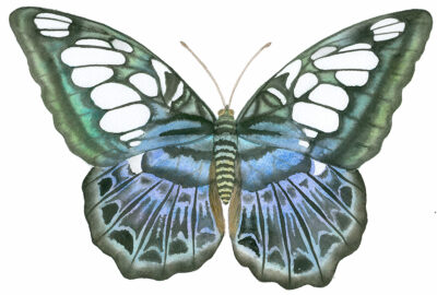 Blue clipper butterfly watercolor by Lucy Arnold