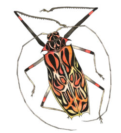harlequin beetle watercolor by Lucy Arnold
