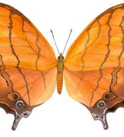 Ruddy dagger wing butterfly watercolor by Lucy Arnold
