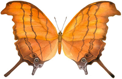 Ruddy dagger wing butterfly watercolor by Lucy Arnold