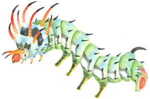 hickory horned devil caterpillar