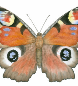 Peacock butterfly watercolor by Lucy Arnold