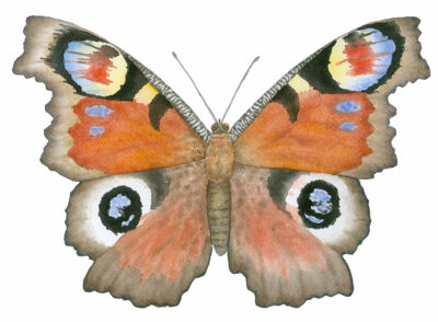 Peacock butterfly watercolor by Lucy Arnold