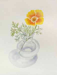 Poppy watercolor by Lucy Arnold