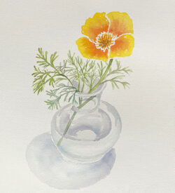 Poppy watercolor by Lucy Arnold